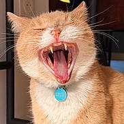 Nouky participe au concours pour gagner de l'argent avec cette photo : animal, blue_collar_tag, cat, closeup, collar, cute, domestic_cat, face, feline, fur, ginger_cat, indoor, mouth_open, pet, sleepy, teeth, tongue, whiskers, white_fur, yawning