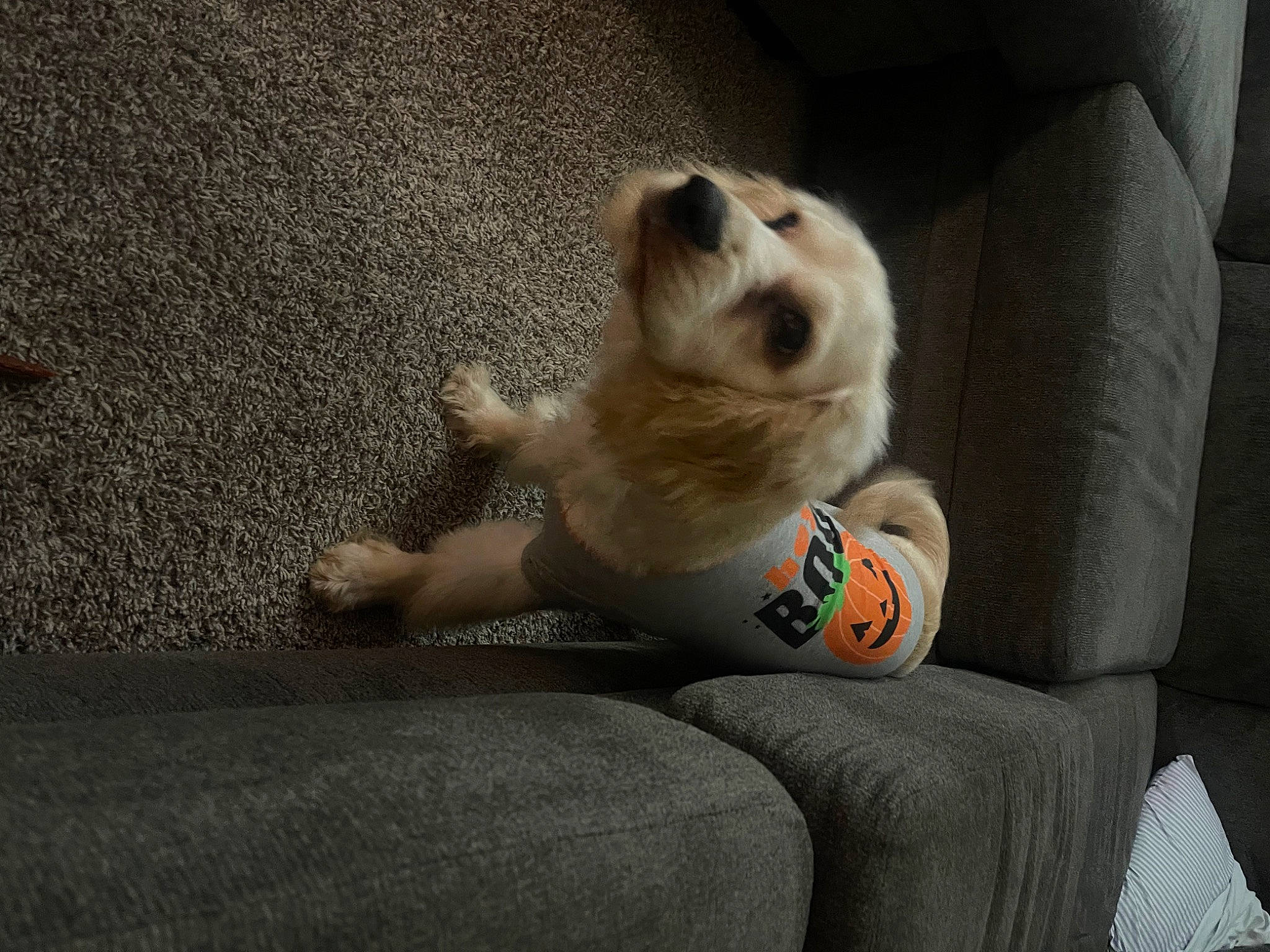 Rocky is registered to the contest to win money with this photo: ball, carnivore, comfort, companion_dog, couch, dog, dog_breed, dog_supply, flooring, foot, fur, human_leg, paw, sporting_group, stuffed_toy, tail, toy, toy_dog, whiskers, working_animal