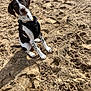 animal, beach, beagle, bulldog, canine, coast, dog, harness, hound, nature, outdoors, pet, pointer, puppy, rock, sand, sea, shoreline, soil, water