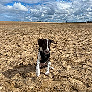 Bella is registered to the contest to win money with this photo: animal, beach, beagle, bulldog, canine, cloud, coast, dog, horizon, hound, nature, outdoors, person, pet, pointer, puppy, sea, shoreline, sky, soil