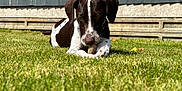 Bella joined the competition — help win amazing prizes! animal, backyard, ball, canine, dog, fence, field, football, grass, grassland, greatdane, hound, lawn, nature, outdoors, pet, plant, pointer, puppy, yard