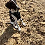 accessories, animal, beach, beagle, canine, coast, dog, harness, hound, nature, outdoors, pet, pointer, puppy, rock, sand, sea, shoreline, soil, water