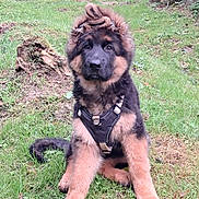 Aros a rejoint le concours — aidez-le/la à gagner de superbes lots ! puppy, german_shepherd, dog, grass, harness, outdoor, pet, animal, cute, fur, sitting, greenery, nature, young, canine, curious, fluffy, head, mohawk, playful