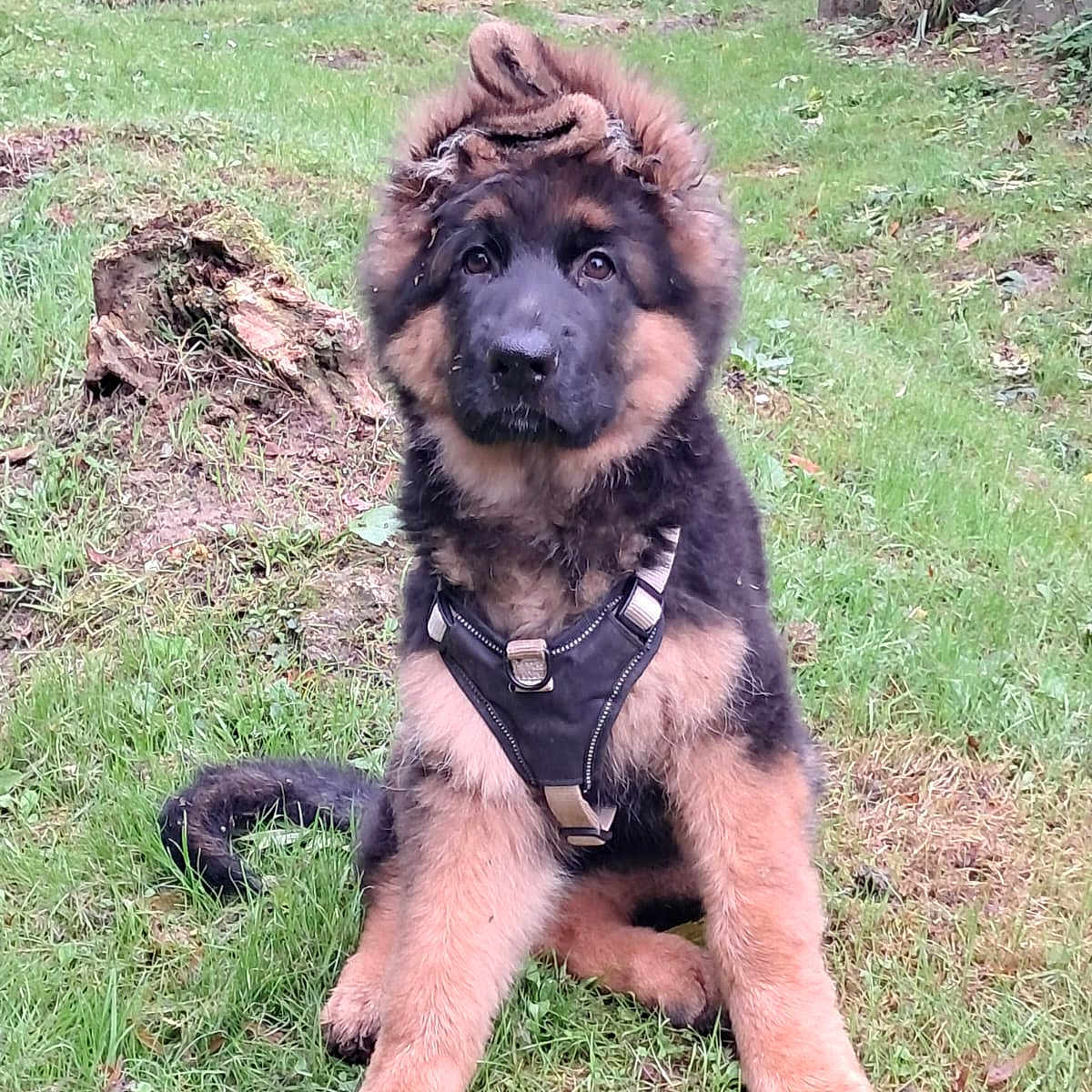 Aros a rejoint le concours — aidez-le/la à gagner de superbes lots ! animal, canine, curious, cute, dog, fluffy, fur, german_shepherd, grass, greenery, harness, head, mohawk, nature, outdoor, pet, playful, puppy, sitting, young
