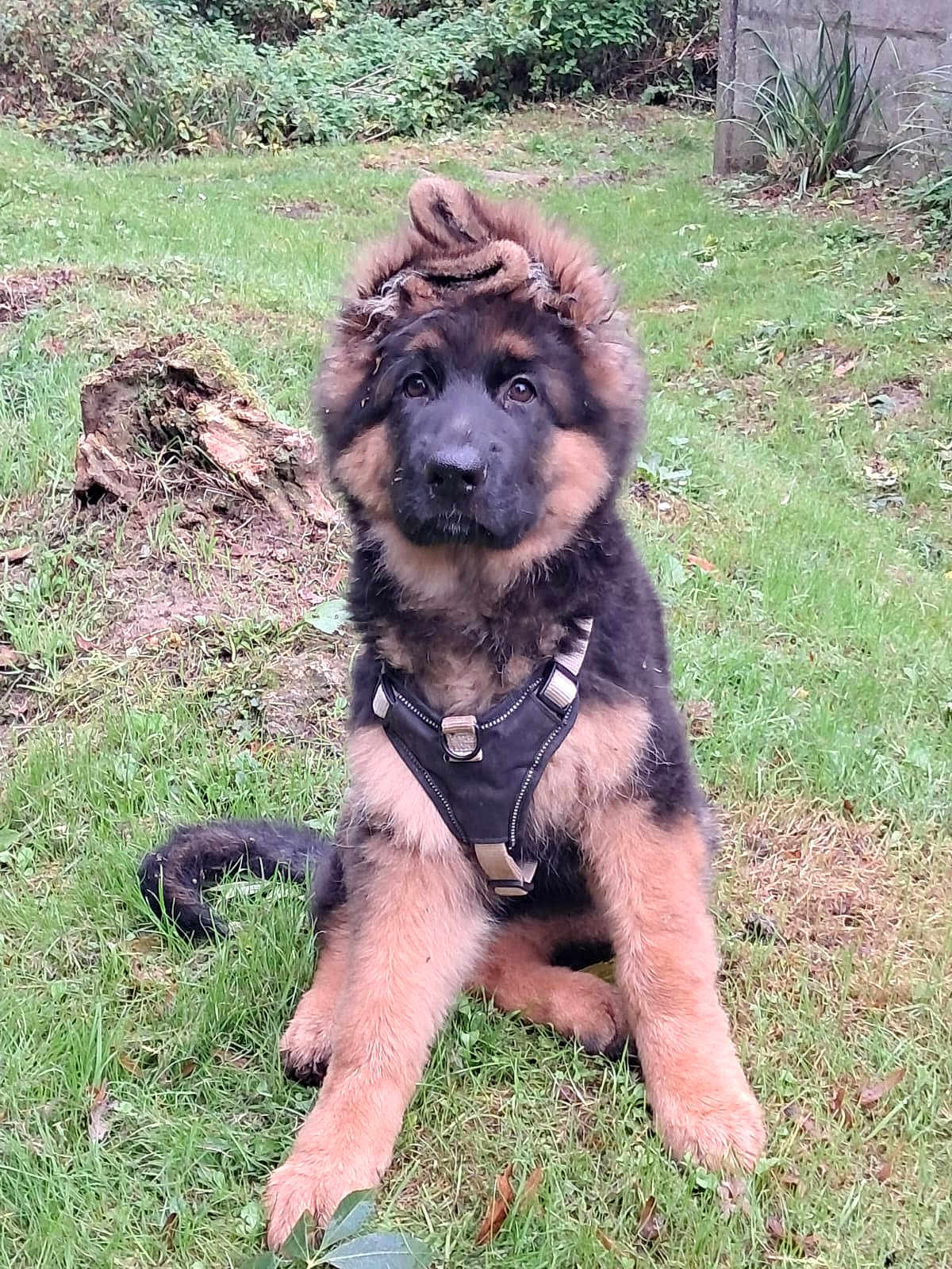 Aros a rejoint le concours — aidez-le/la à gagner de superbes lots ! puppy, german_shepherd, dog, grass, harness, outdoor, pet, animal, cute, fur, sitting, greenery, nature, young, canine, curious, fluffy, head, mohawk, playful