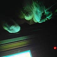 Jack a rejoint le concours — aidez-le/la à gagner de superbes lots ! cat, paw, face, electronic_device, screen, glow, dark, night, green_light, whiskers, fur, closeup, indoor, pet, animal, technology, shadow, cozy, mystery, resting