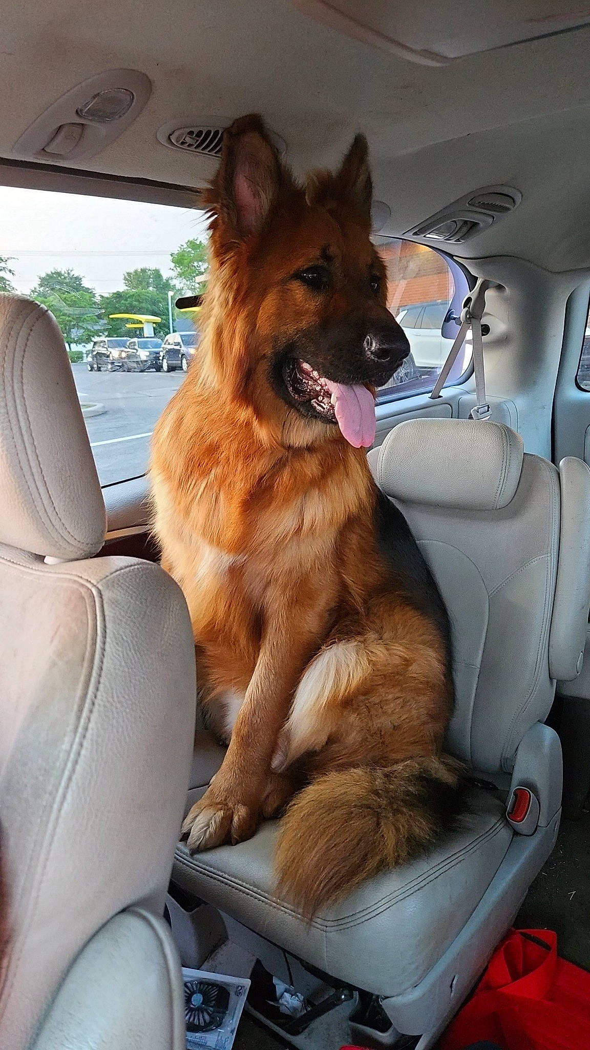 Thor is registered to the contest to win money with this photo: automotive_exterior, automotive_mirror, car, carnivore, collar, companion_dog, dog, dog_breed, dog_supply, fawn, motor_vehicle, personal_luxury_car, sky, snout, tail, vehicle, vehicle_door, window, windscreen_wiper, windshield