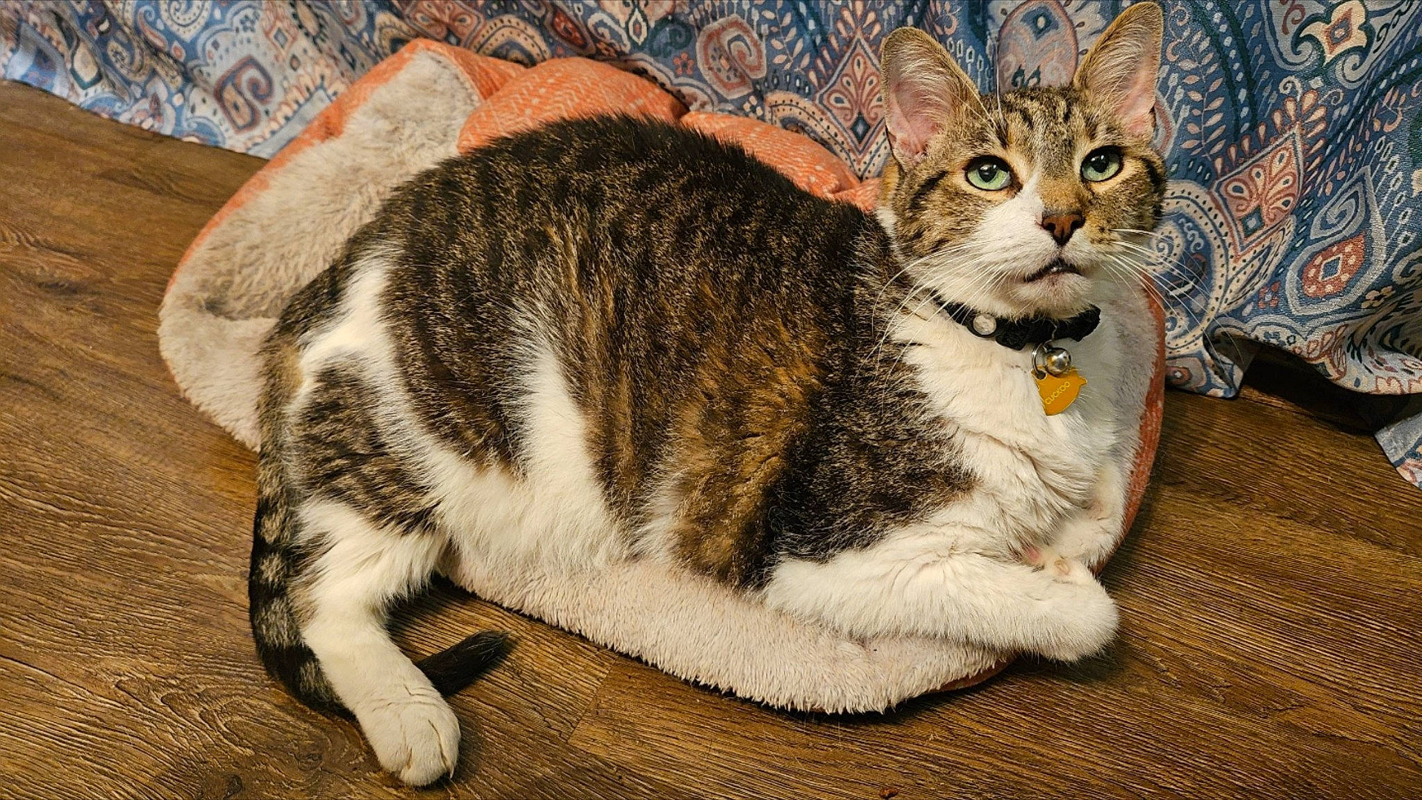 Cuckoo is registered to the contest to win money with this photo: carnivore, cat, claw, comfort, domestic_short_haired_cat, felidae, fur, hardwood, paw, small_to_medium_sized_cats, snout, tail, terrestrial_animal, whiskers, wood