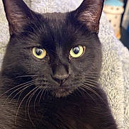 Jinxy is registered to the contest to win money with this photo: black_cat, cat, animal, pet, feline, whiskers, close_up, yellow_eyes, fur, portrait, cozy, blanket, indoor, relaxed, cute, mammal, soft_texture, domestic_animal, resting, face