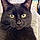 Jinxy