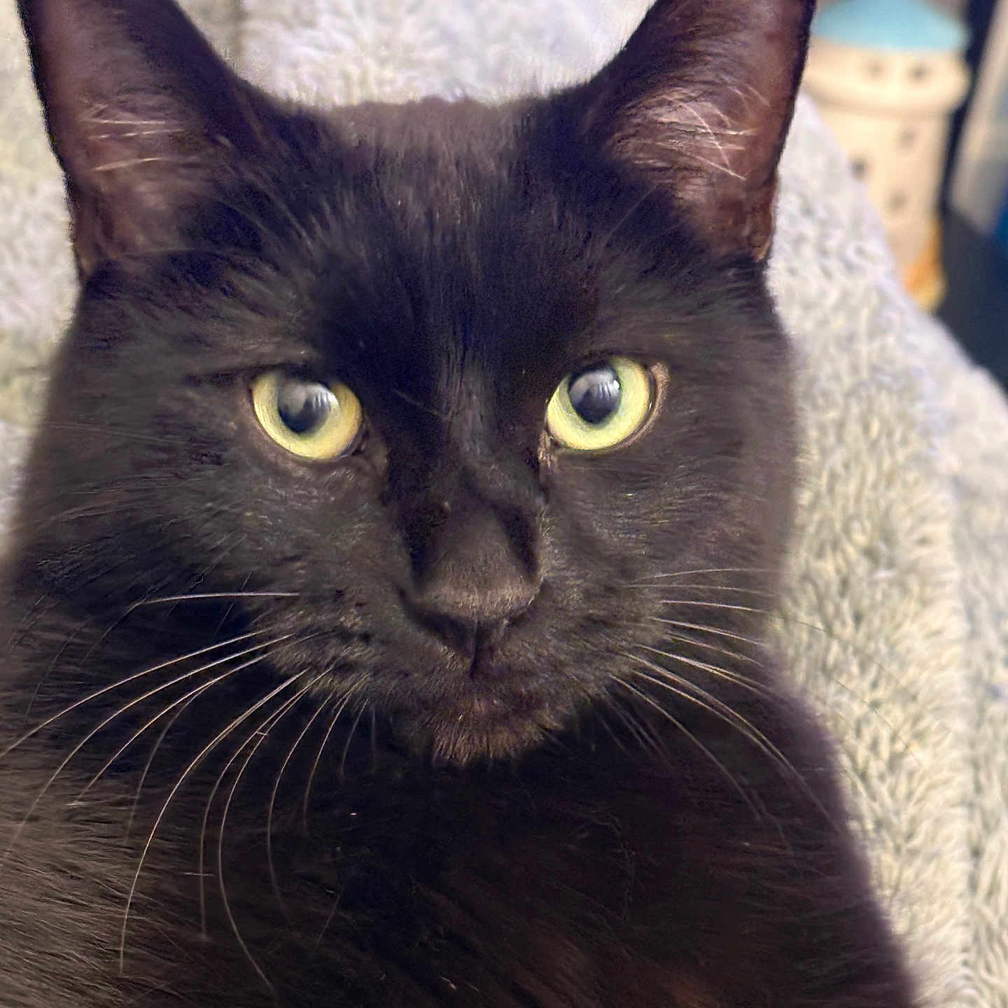 Jinxy