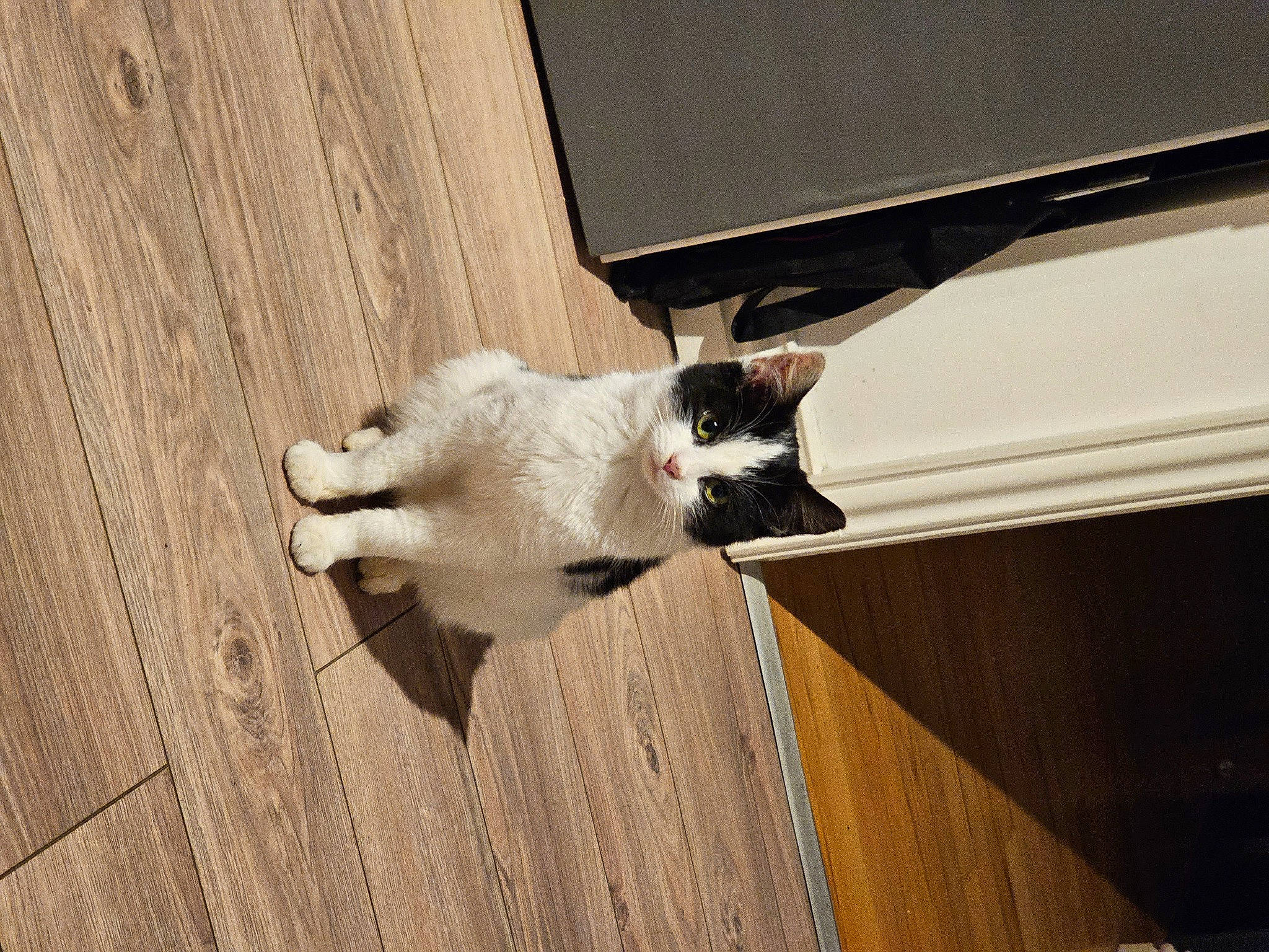 Diamond joined the competition — help win amazing prizes! carnivore, cat, companion_dog, dog_breed, domestic_short_haired_cat, fawn, felidae, floor, flooring, fur, hardwood, laminate_flooring, small_to_medium_sized_cats, snout, tail, tints_and_shades, whiskers, wood, wood_flooring, wood_stain