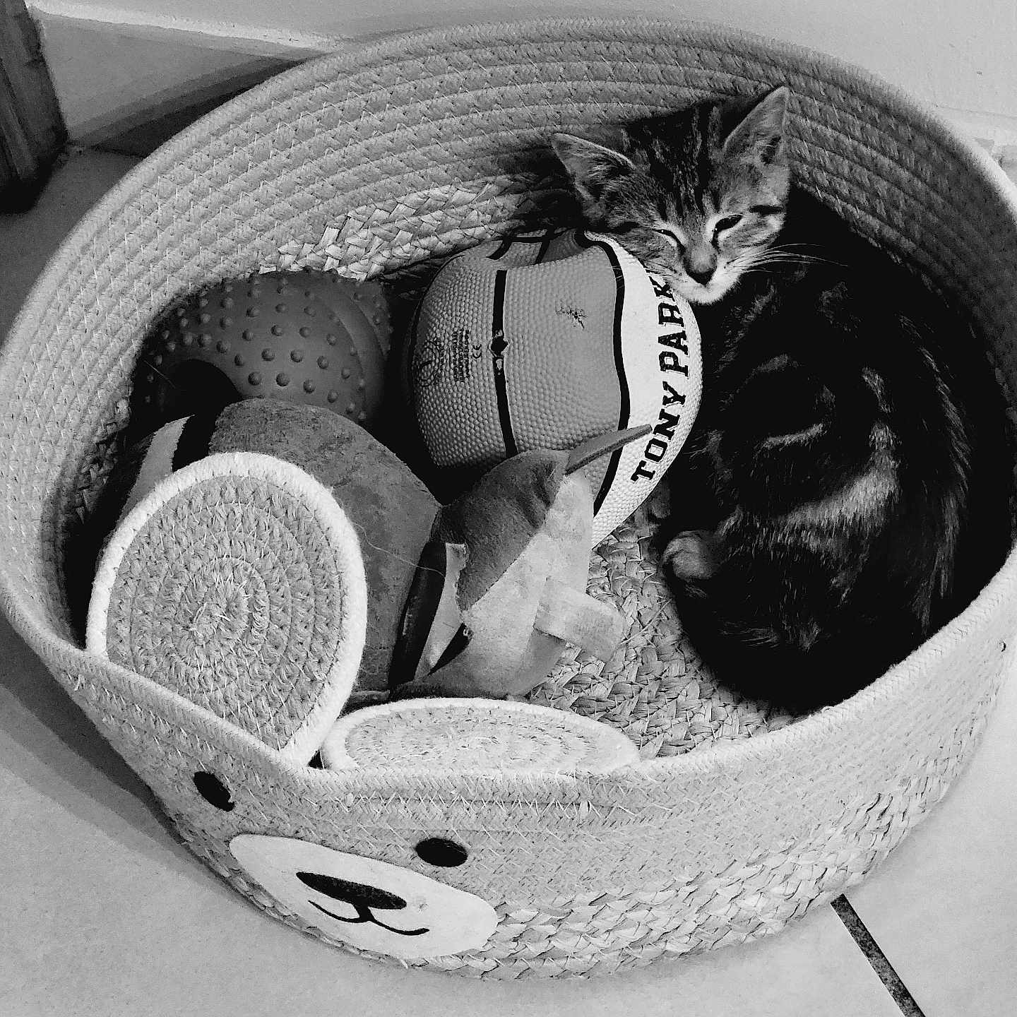 Vaiana a rejoint le concours — aidez-le/la à gagner de superbes lots ! animal, basket, bed, canine, cat, clothing, couch, cradle, dog, face, furniture, hat, head, homedecor, kitten, person, pet, photography, portrait, sleeping