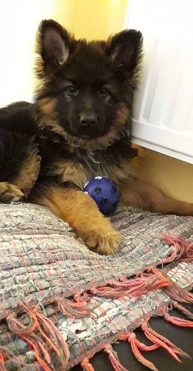 Pryska participe au concours pour gagner de l'argent avec cette photo : bohemian_shepherd, canidae, carnivore, dog, dog_breed, eurasier, german_spitz, german_spitz_mittel, keeshond, mammal, puppy, spitz, vertebrate