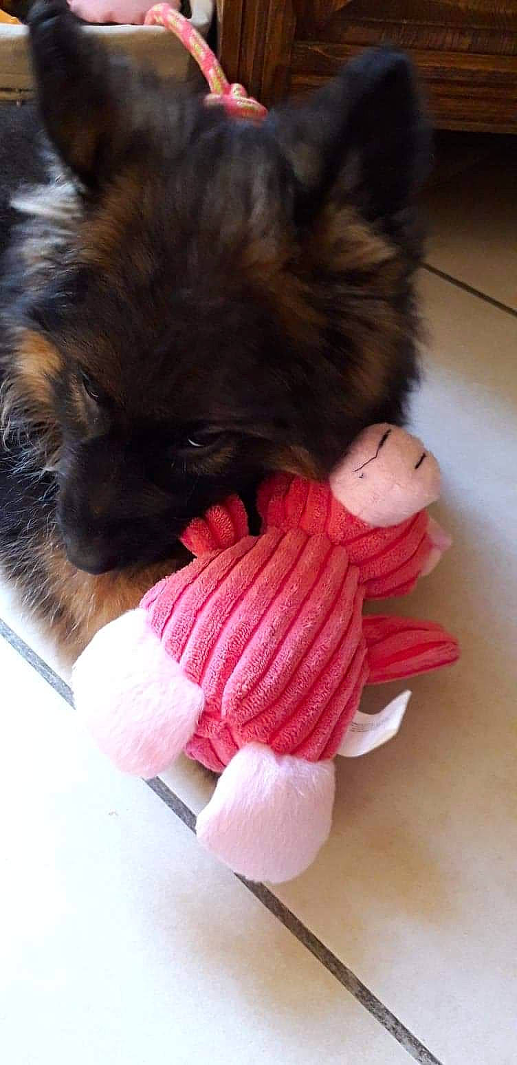 Pryska participe au concours pour gagner de l'argent avec cette photo : canidae, carnivore, companion_dog, dog, dog_breed, fawn, fur, german_spitz, german_spitz_klein, mammal, non_sporting_group, pink, pomeranian, puppy, shih_tzu, spitz, tail, toy_dog