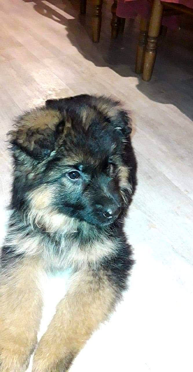 Pryska a rejoint le concours — aidez-le/la à gagner de superbes lots ! ancient_dog_breeds, canidae, carnivore, caucasian_shepherd_dog, dog, dog_breed, mammal, puppy, rare_breed_dog, vertebrate