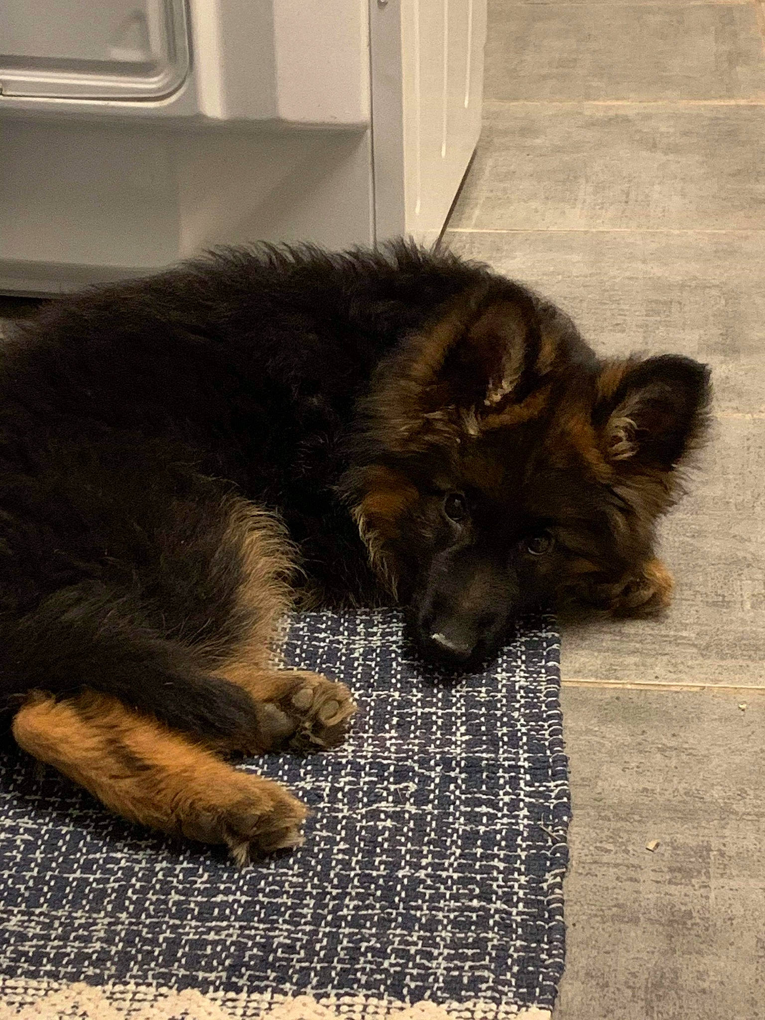 Pryska participe au concours pour gagner de l'argent avec cette photo : bohemian_shepherd, canidae, carnivore, cat, companion_dog, dog, dog_breed, fur, german_shepherd_dog, mammal, old_german_shepherd_dog, paw, puppy, snout, sporting_group, whiskers