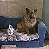 adorable, animal_photography, blanket, blue_furniture, companionship, couch, cushion, dogs, door, german_shepherd, home, indoor, long_hair, natural_light, pet_bed, portrait, puppy, sitting, spotted_dog, wall