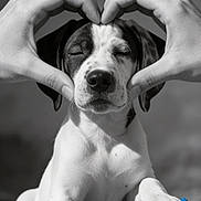 Baloo participe au concours pour gagner de l'argent avec cette photo : dog, puppy, portrait, black_and_white, hands, heart_shape, sleeping, closed_eyes, sitting, chew_toy, blue_toy, pet, canine, close_up, studio_lighting, monochrome, adorable, front_view, animal, watermark