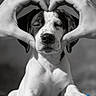 adorable, animal, black_and_white, blue_toy, canine, chew_toy, close_up, closed_eyes, dog, front_view, hands, heart_shape, monochrome, pet, portrait, puppy, sitting, sleeping, studio_lighting, watermark