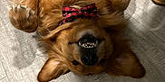 Ryeder is registered to the contest to win money with this photo: bow_tie, canine, companion, cute, dog, domestic_animal, ears, fur, golden_retriever, happy, indoor, paws, pet, playful, relaxed, smiling, teeth, tongue_hidden, upside_down, wood_floor