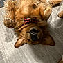 bow_tie, canine, companion, cute, dog, domestic_animal, ears, fur, golden_retriever, happy, indoor, paws, pet, playful, relaxed, smiling, teeth, tongue_hidden, upside_down, wood_floor