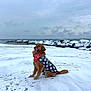 Ryeder joined the competition — help win amazing prizes! animal, bandana, beach, canine, coat, cold, dog, fur, golden_retriever, landscape, nature, ocean, outdoor, pet, rocks, sitting, sky, smiling, snow, winter