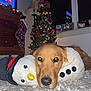 christmas_tree, cozy, cute, dog, face, festive, golden_retriever, holiday_decorations, indoor, lamp, lights, ornaments, pet, photo_frame, plush_toy, resting, rug, snowman, stocking, window