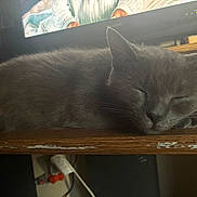 Smoke is registered to the contest to win money with this photo: cat, gray_cat, sleeping, wooden_surface, indoor, cozy, feline, pet, animal, ears, whiskers, close_up, resting, peaceful, domestic, fur, table, television, background, quiet