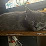 cat, gray_cat, sleeping, wooden_surface, indoor, cozy, feline, pet, animal, ears, whiskers, close_up, resting, peaceful, domestic, fur, table, television, background, quiet