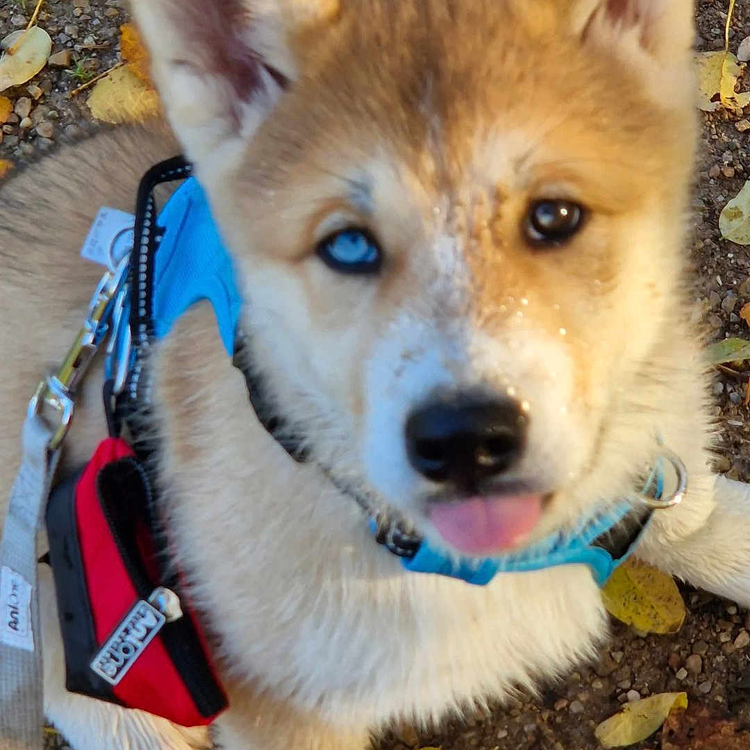 Ayko a rejoint le concours — aidez-le/la à gagner de superbes lots ! animal, blue_eye, brown_eye, canine, cute, dog, fall, fur, gravel, harness, heterochromia, leaves, muddy, outdoor, pet, puppy, red_pouch, sitting, tongue_out, young_dog