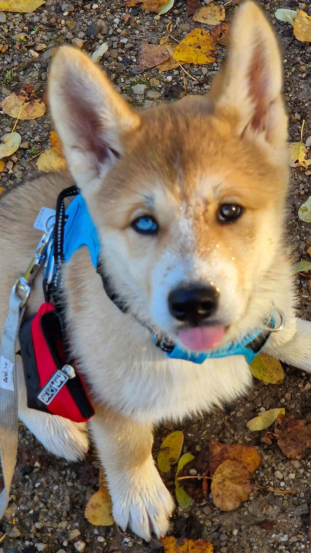 Ayko a rejoint le concours — aidez-le/la à gagner de superbes lots ! puppy, dog, heterochromia, blue_eye, brown_eye, harness, red_pouch, muddy, tongue_out, cute, outdoor, leaves, gravel, fall, pet, animal, young_dog, fur, canine, sitting
