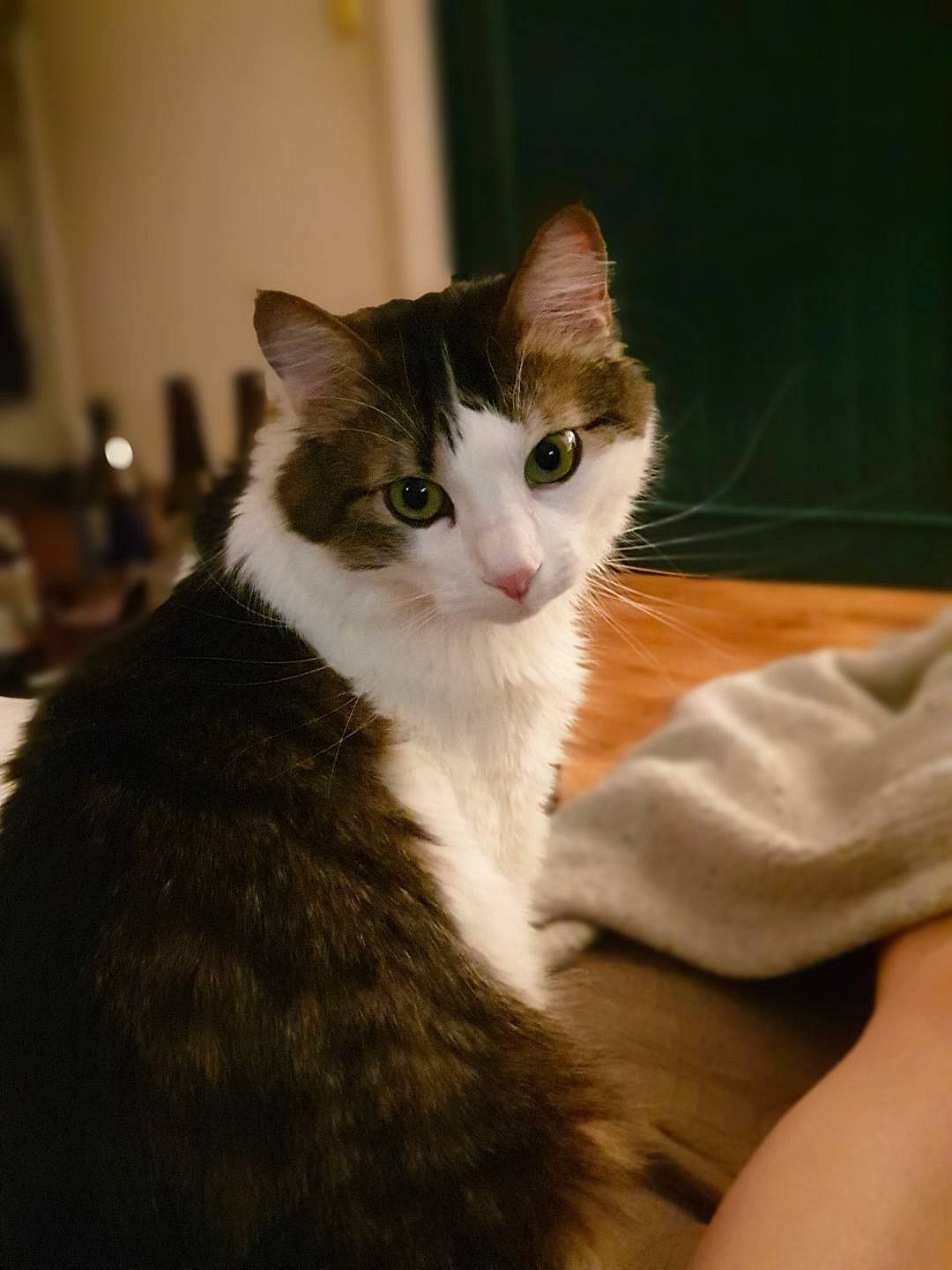 Nagini a rejoint le concours — aidez-le/la à gagner de superbes lots ! aegean_cat, american_wirehair, carnivore, cat, domestic_short_haired_cat, ear, european_shorthair, felidae, fur, kitten, mammal, norwegian_forest_cat, small_to_medium_sized_cats, whiskers