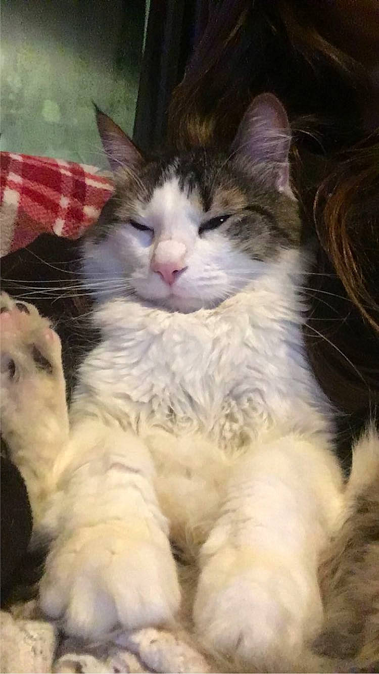 Nagini participe au concours pour gagner de l'argent avec cette photo : aegean_cat, american_curl, carnivore, cat, domestic_long_haired_cat, felidae, fur, kitten, maine_coon, mammal, norwegian_forest_cat, nose, polydactyl_cat, ragamuffin, ragdoll, small_to_medium_sized_cats, snout, turkish_van, vertebrate, whiskers