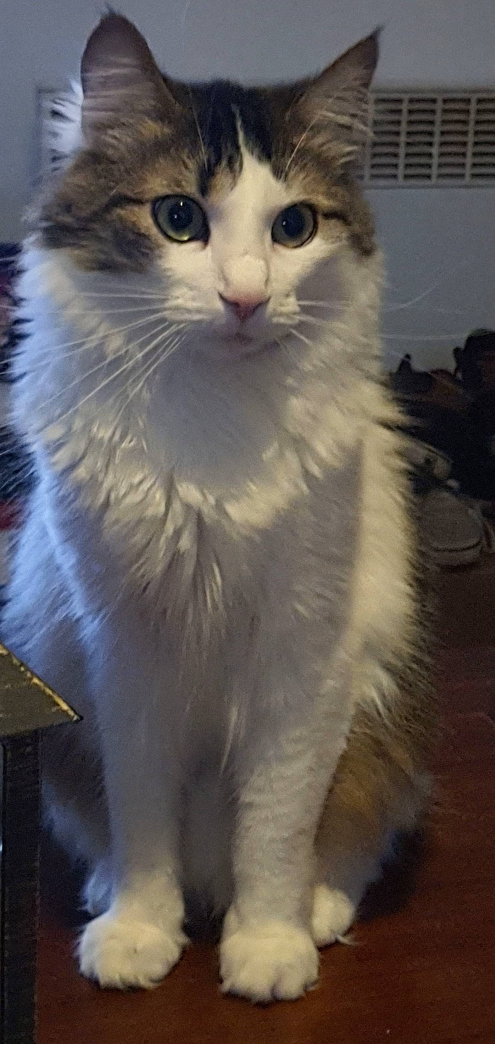 Nagini participe au concours pour gagner de l'argent avec cette photo : aegean_cat, american_curl, asian_semi_longhair, british_semi_longhair, carnivore, cat, domestic_long_haired_cat, felidae, fur, mammal, norwegian_forest_cat, ragamuffin, ragdoll, siberian, small_to_medium_sized_cats, turkish_angora, turkish_van, vertebrate, whiskers