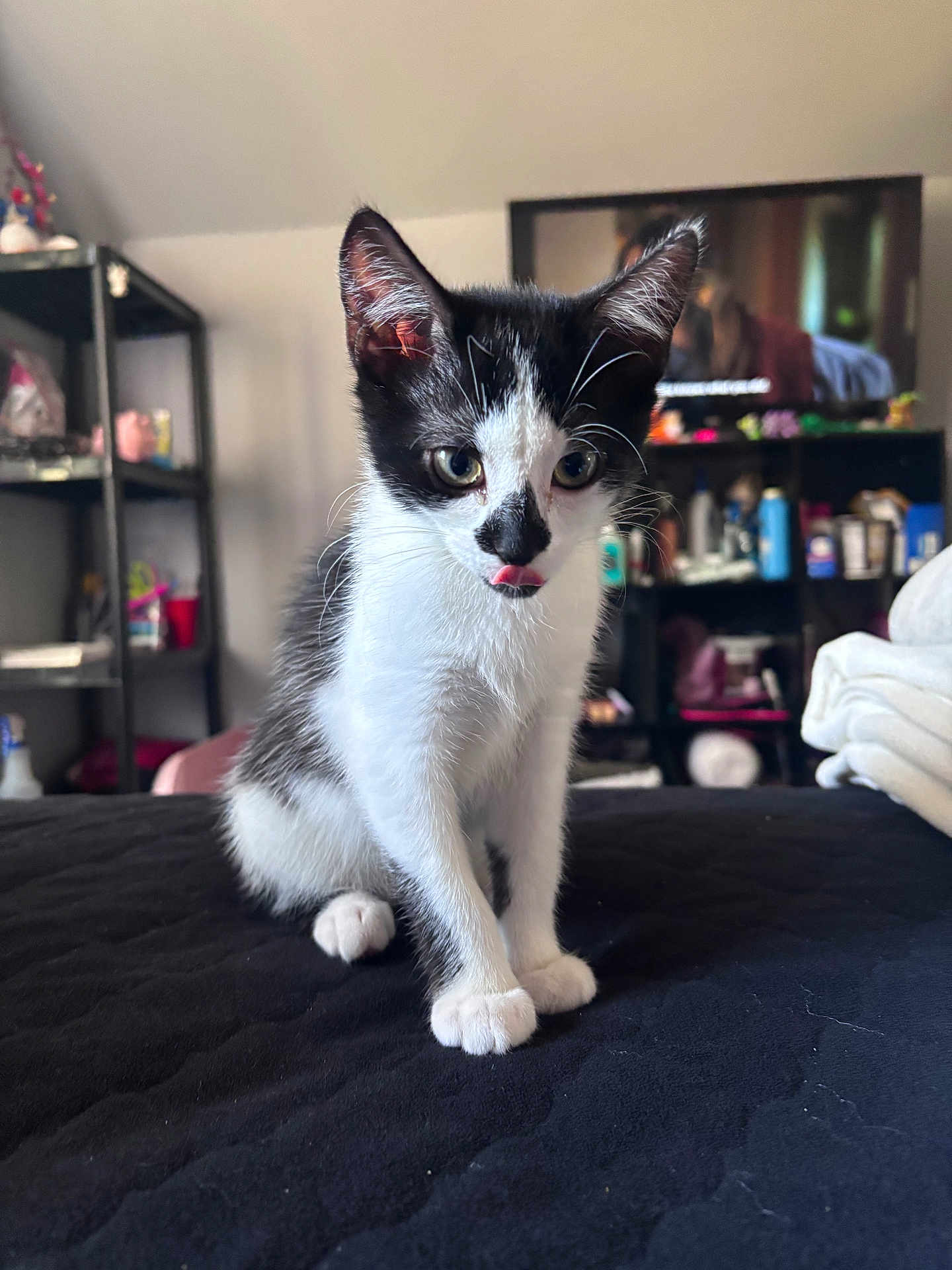 Inari joined the competition — help win amazing prizes! kitten, cat, black_and_white, pet, indoor, bedspread, furniture, sitting, tongue_out, curious, animal, young_cat, whiskers, ears, eyes, shelf, television, room, cozy, home