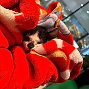 Inari is registered to the contest to win money with this photo: kitten, cat, blanket, red_blanket, cozy, snuggled, sleepy, black_and_white, fur, soft_texture, indoor, pet, cute, animal, fleece, resting, warm, comfort, closeup, nest