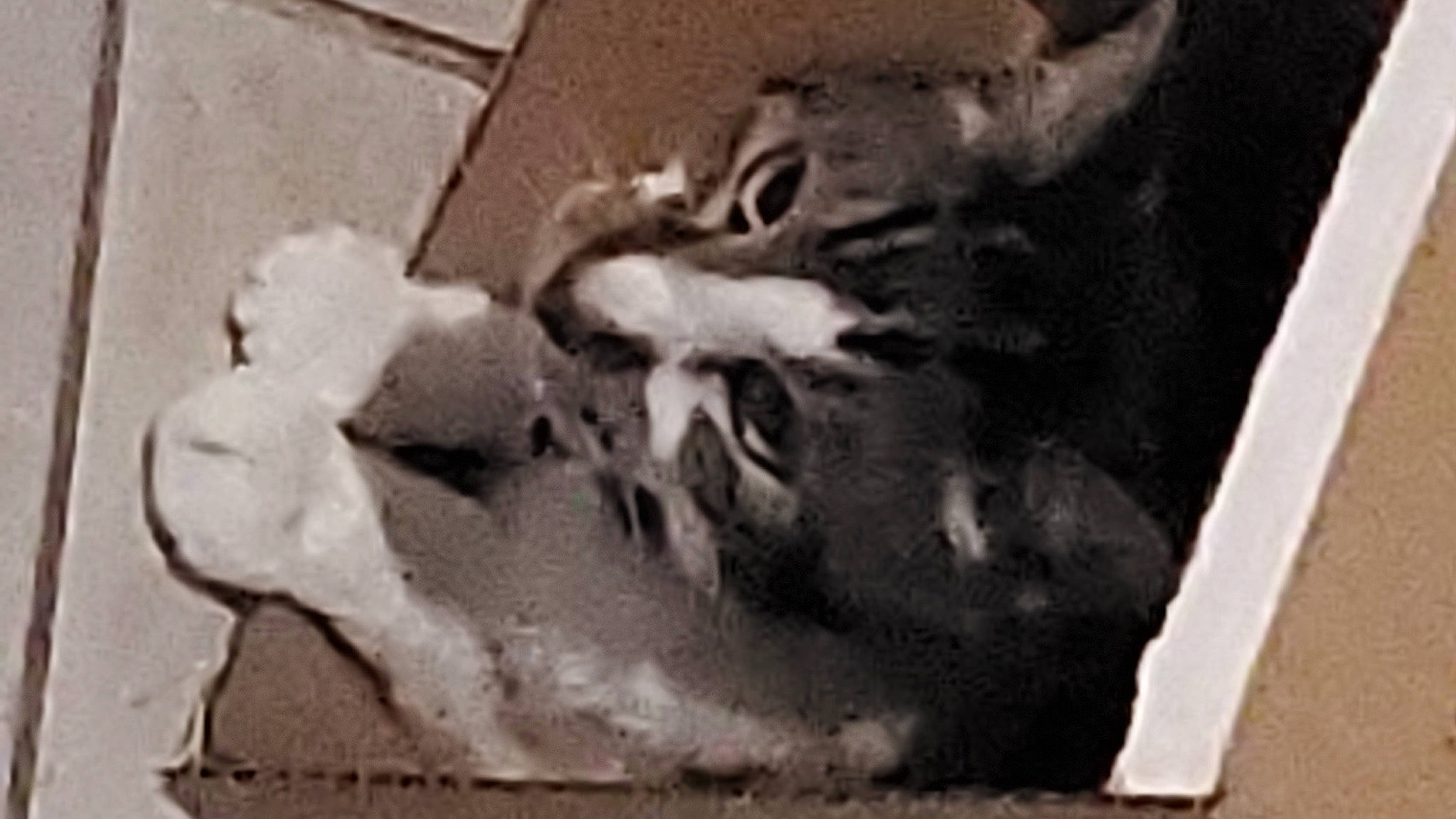 Logan is registered to the contest to win money with this photo: anthropology, art, artifact, big_cats, bone, carnivore, carving, felidae, font, history, jaw, monochrome, monochrome_photography, relief, sculpture, small_to_medium_sized_cats, snout, still_life_photography, visual_arts, wood