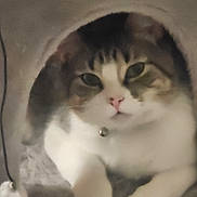 Leo joined the competition — help win amazing prizes! cat, pet, animal, feline, indoor, cozy, collar, bell, resting, soft, cute, tabby, white_paws, fur, closeup, face, paw, cave, relaxed, domestic_cat