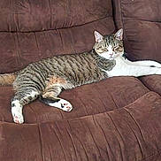 Cooper is registered to the contest to win money with this photo: abyssinian, animal, architecture, armchair, building, cat, chair, couch, cushion, egyptiancat, furniture, homedecor, indoors, kitten, livingroom, manx, person, pet, room, sleeping