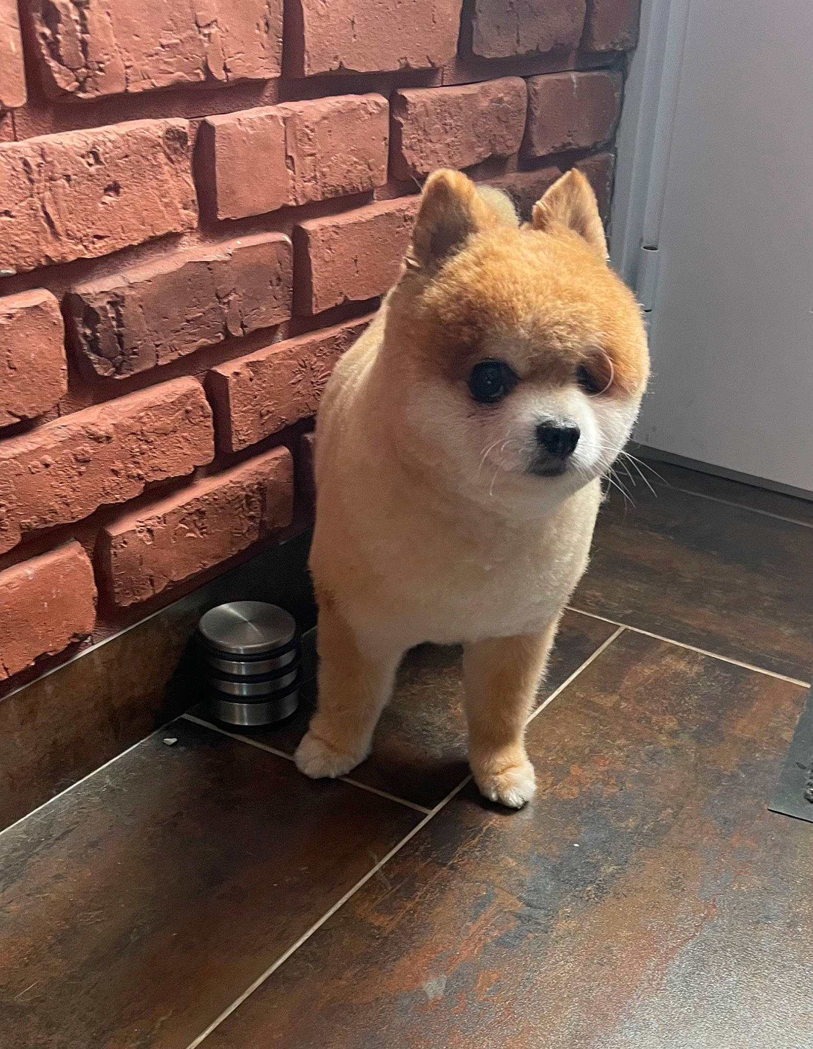 Ilou a rejoint le concours — aidez-le/la à gagner de superbes lots ! brick, brickwork, canidae, carnivore, companion_dog, dog_breed, fawn, felidae, flooring, fur, human_body, metal, small_to_medium_sized_cats, snout, stuffed_toy, tail, terrestrial_animal, whiskers, wood, working_animal