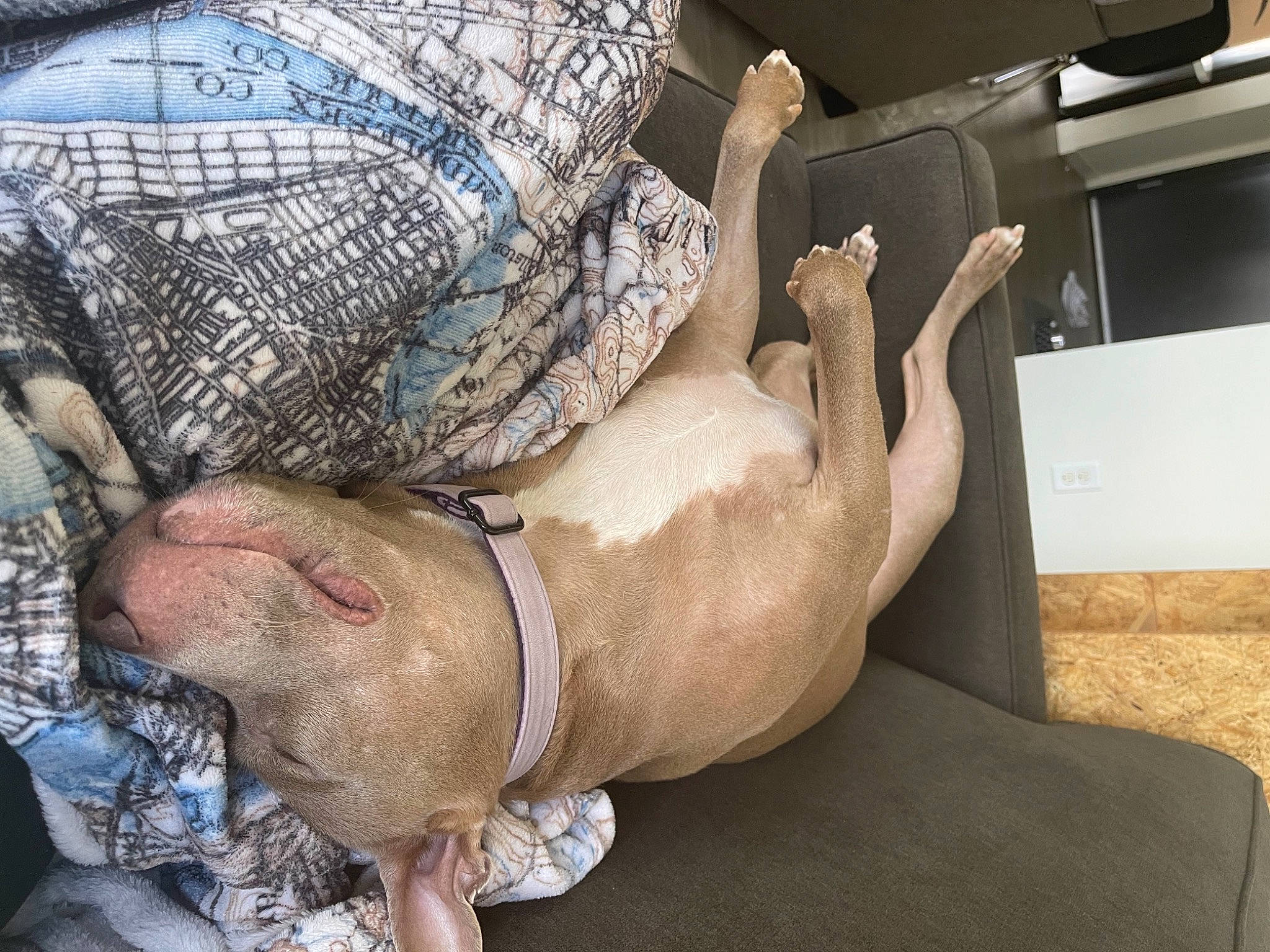 Lena is registered to the contest to win money with this photo: abdomen, barefoot, carnivore, chest, comfort, dress, elbow, finger, foot, gesture, hand, human_leg, knee, leg, nail, thigh, trunk, working_animal, wrinkle, wrist