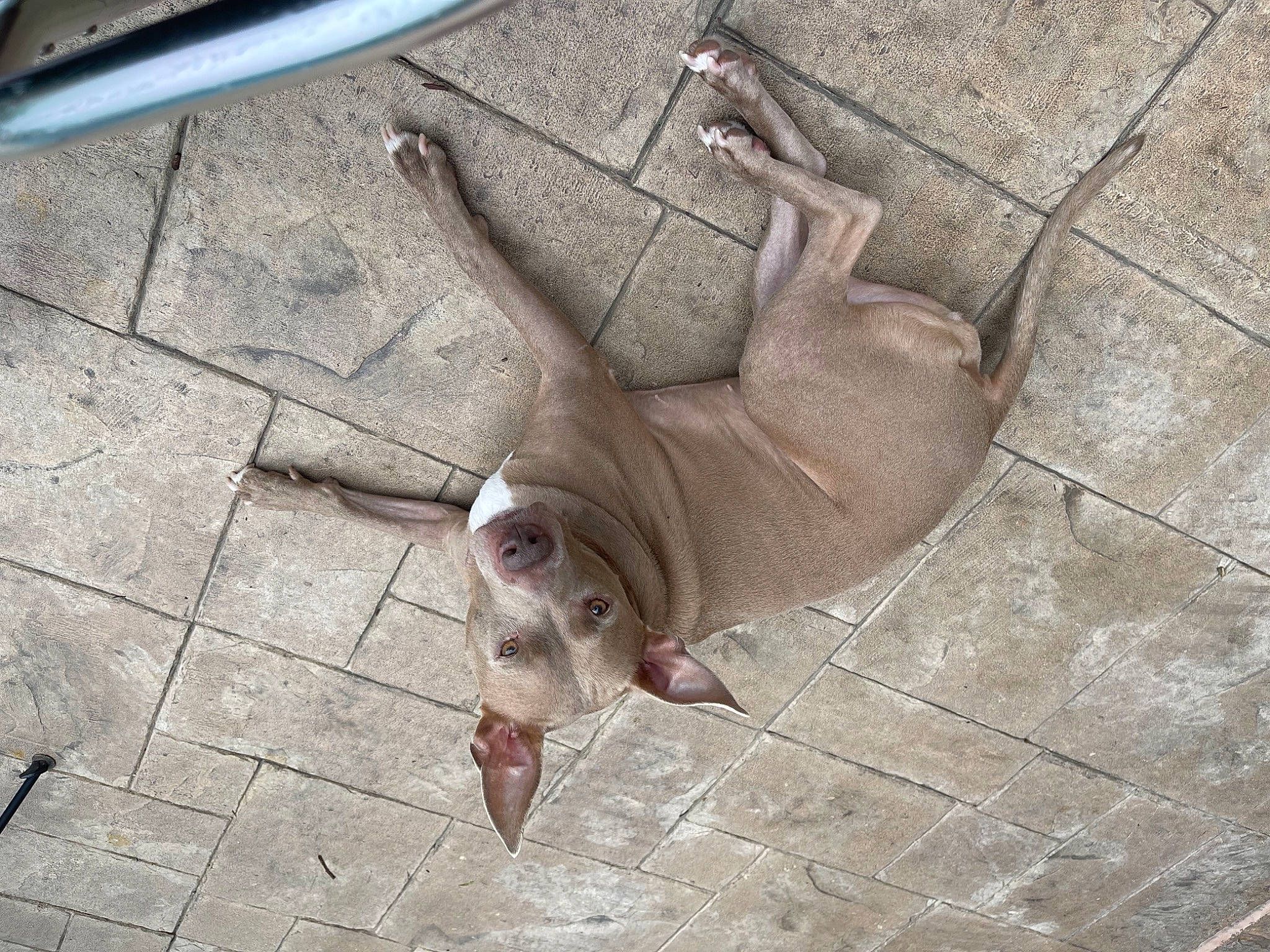 Lena joined the competition — help win amazing prizes! art, brick, brickwork, cobblestone, concrete, fawn, flesh, floor, flooring, grey, hardwood, metal, road_surface, sculpture, sidewalk, snout, sporting_group, tile, wood, wrinkle