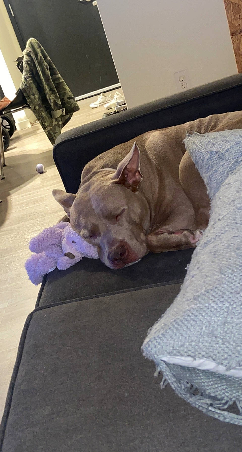 Lena joined the competition — help win amazing prizes! bag, canidae, carnivore, comfort, companion_dog, couch, dog, dog_breed, dog_supply, fawn, grey, guard_dog, laptop, linens, liver, luggage_and_bags, room, snout, sporting_group, working_animal