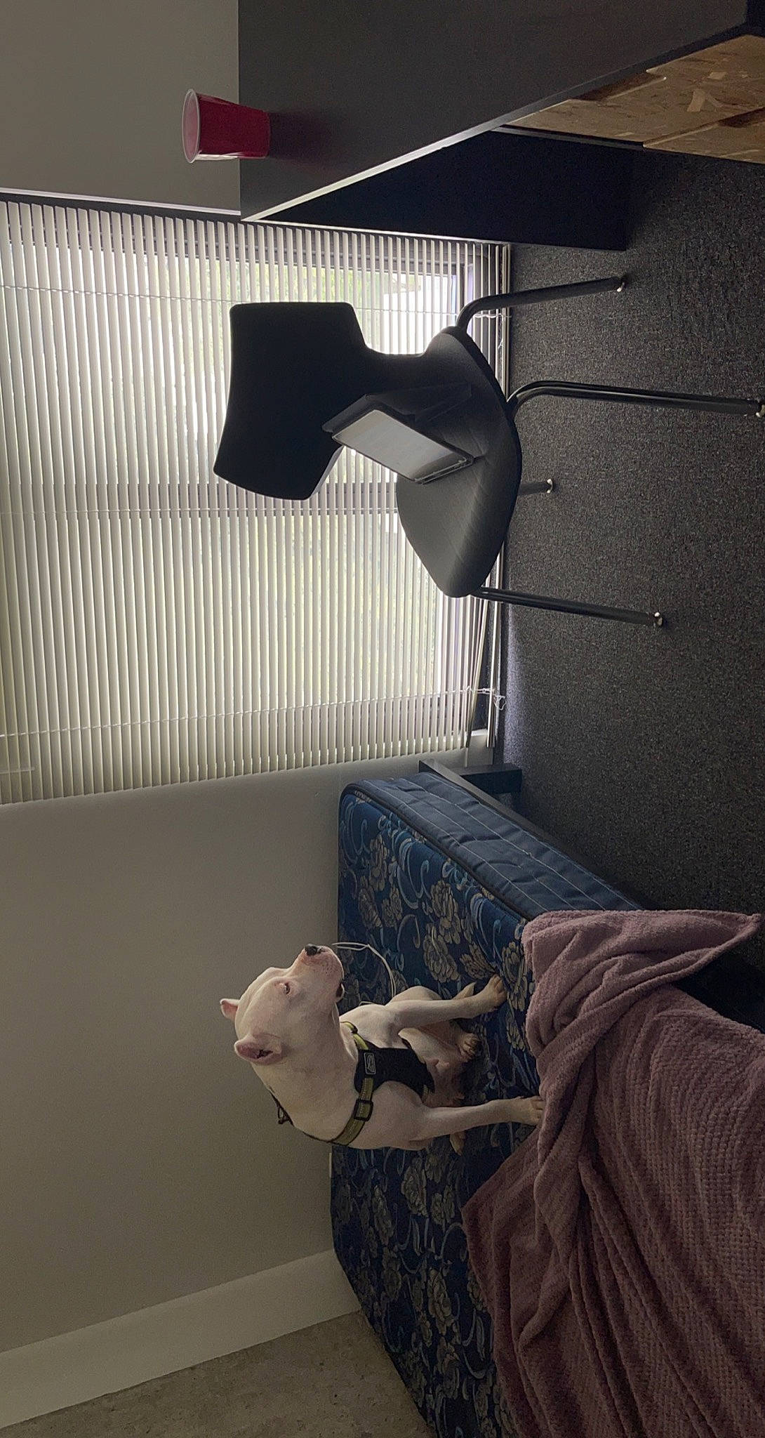 Ava is registered to the contest to win money with this photo: bedding, black, comfort, floor, flooring, gesture, grey, hand, human_leg, interior_design, lamp, linens, room, shade, textile, tints_and_shades, wall, white, window_treatment, wood