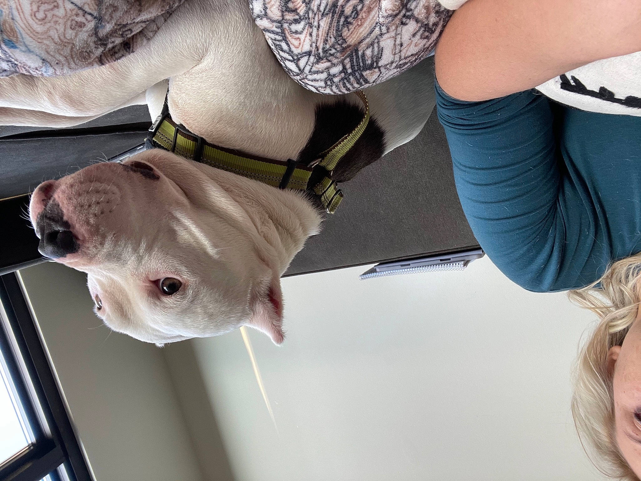 Ava is registered to the contest to win money with this photo: carnivore, collar, companion_dog, dog, dog_breed, dog_collar, ear, elbow, eyewear, fawn, gesture, human_leg, knee, organ, snout, sporting_group, thigh, white, working_animal, wrist