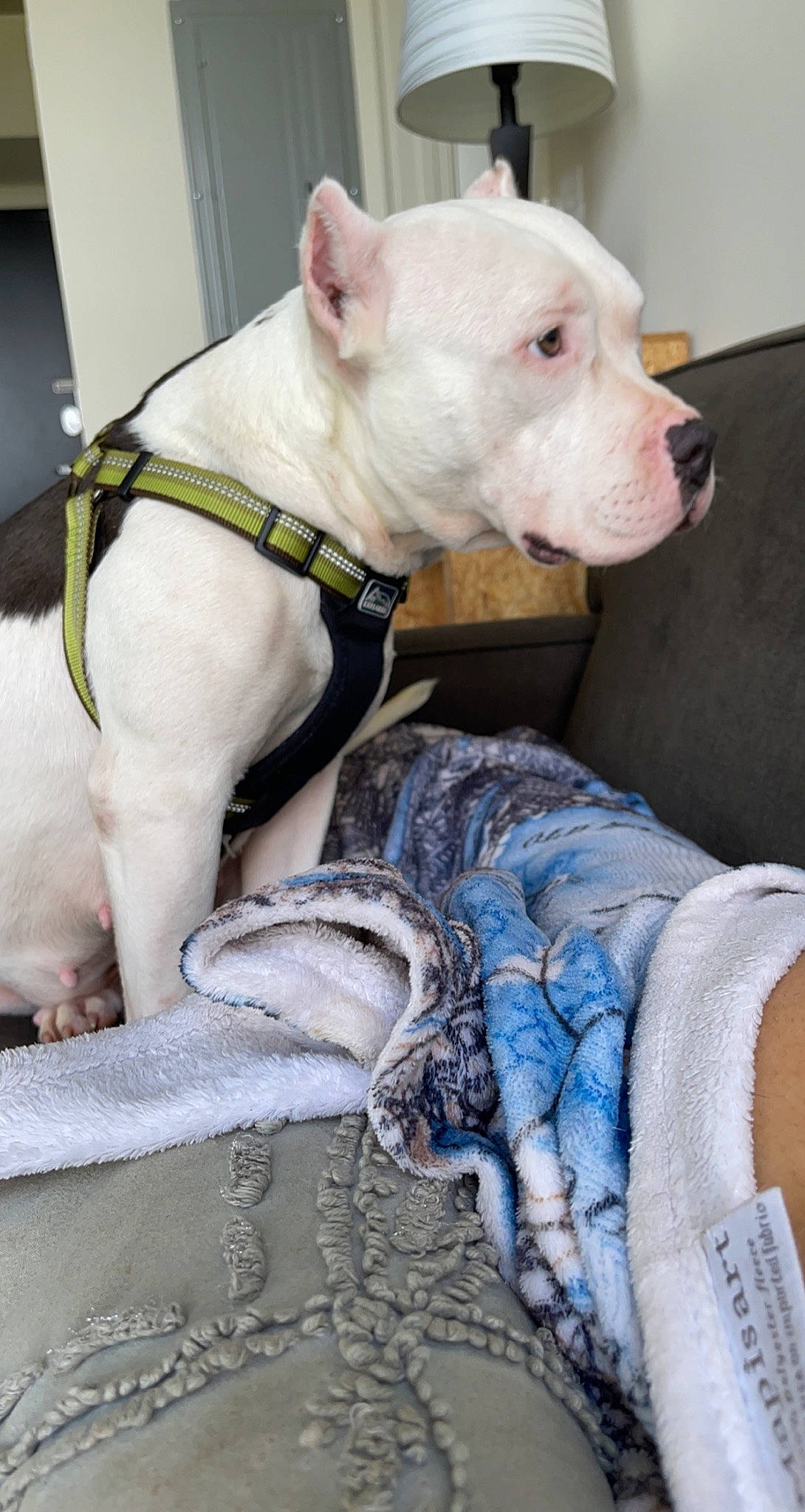 Ava is registered to the contest to win money with this photo: blue, canidae, carnivore, collar, comfort, companion_dog, dog, dog_breed, dog_collar, dog_supply, fawn, fur, linens, non_sporting_group, pet_supply, snout, sporting_group, terrestrial_animal, white, working_animal