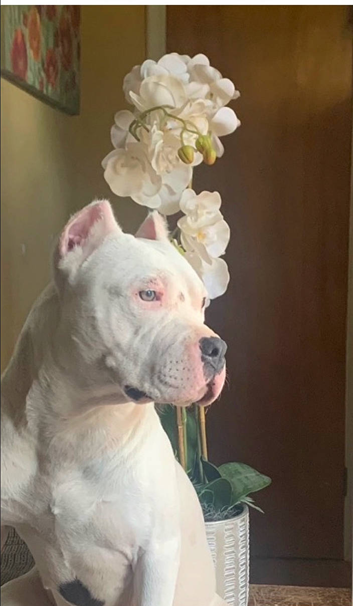 Ava joined the competition — help win amazing prizes! canidae, carnivore, collar, companion_dog, cut_flowers, dog, dog_breed, dog_collar, fawn, flower, non_sporting_group, petal, rose, rose_family, rose_order, snout, sporting_group, terrestrial_animal, window, working_animal