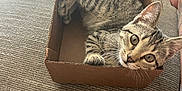Novalynn is registered to the contest to win money with this photo: kitten, cat, tabby, cardboard_box, couch, furniture, indoor, pet, animal, curious, playful, whiskers, paw, tail, human_hand, texture, relaxing, close_up, brown, striped