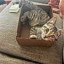 kitten, cat, tabby, cardboard_box, couch, furniture, indoor, pet, animal, curious, playful, whiskers, paw, tail, human_hand, texture, relaxing, close_up, brown, striped